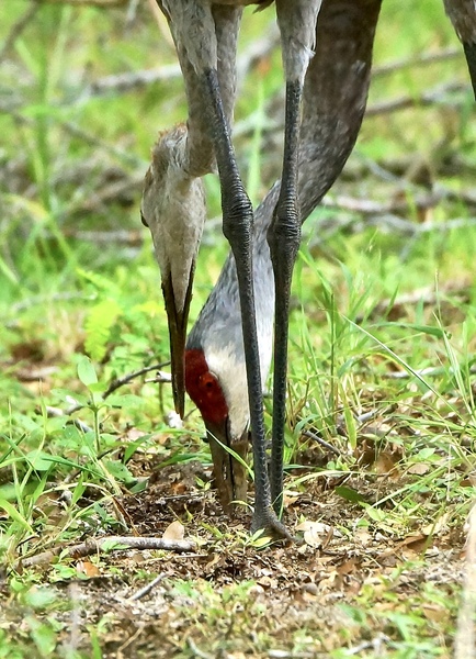 Sandhill Crane love by Kandid Moose Dar