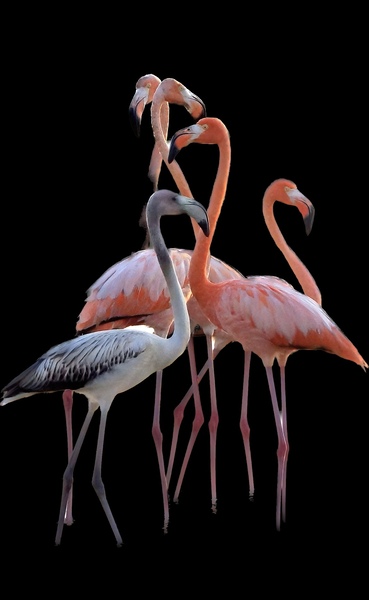 Pink Paradise by Kandid Moose Dar