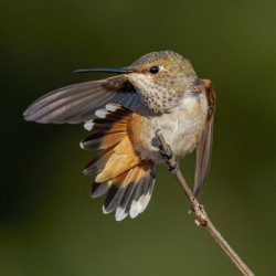 Rufous Hummingbird Tail