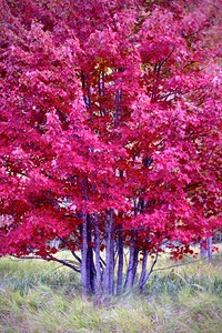 DSCF1727