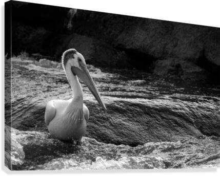 Pelican Canvas Print