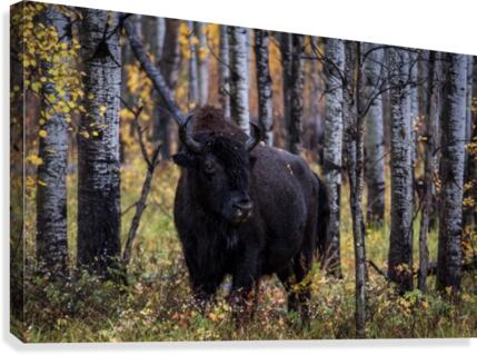 Bison Canvas Print
