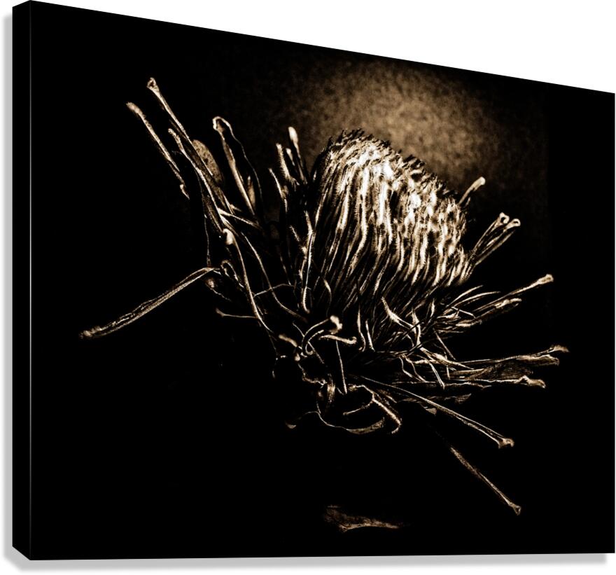 Ultraviolet Protea Canvas Print