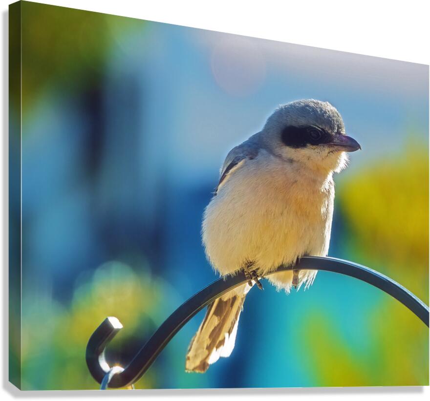 Loggerhead Shrike Canvas Print
