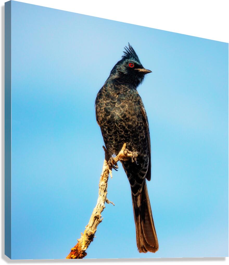 Phainopepla Canvas Print