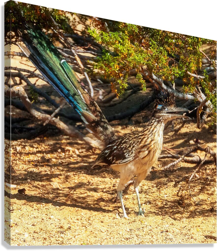 Roadrunner 4 Canvas Print