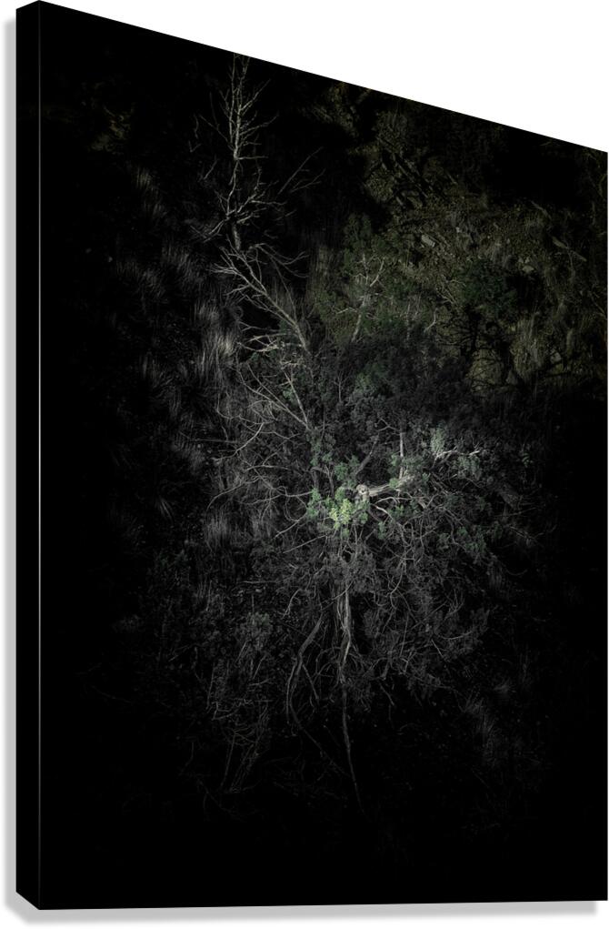 Owl Canvas Print
