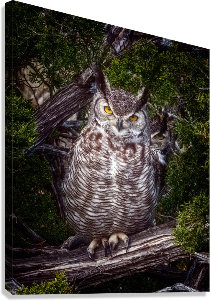 Owls 2 Canvas Print