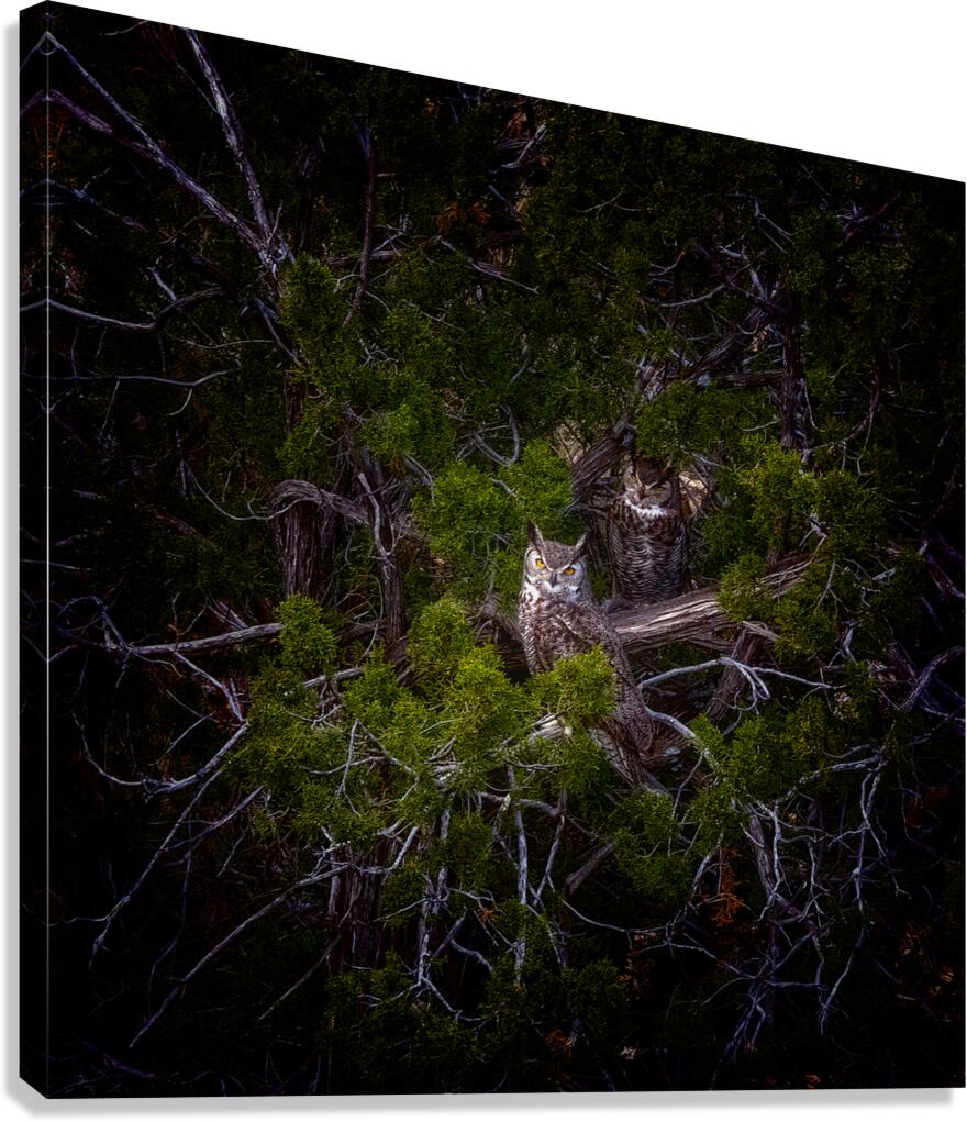 Owls Canvas Print