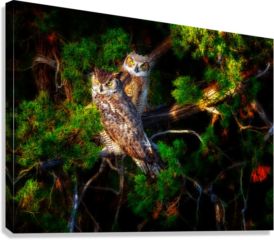 Owls 3 Canvas Print
