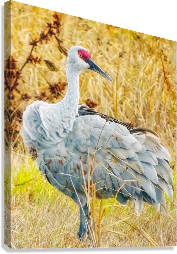 Crane Canvas Print