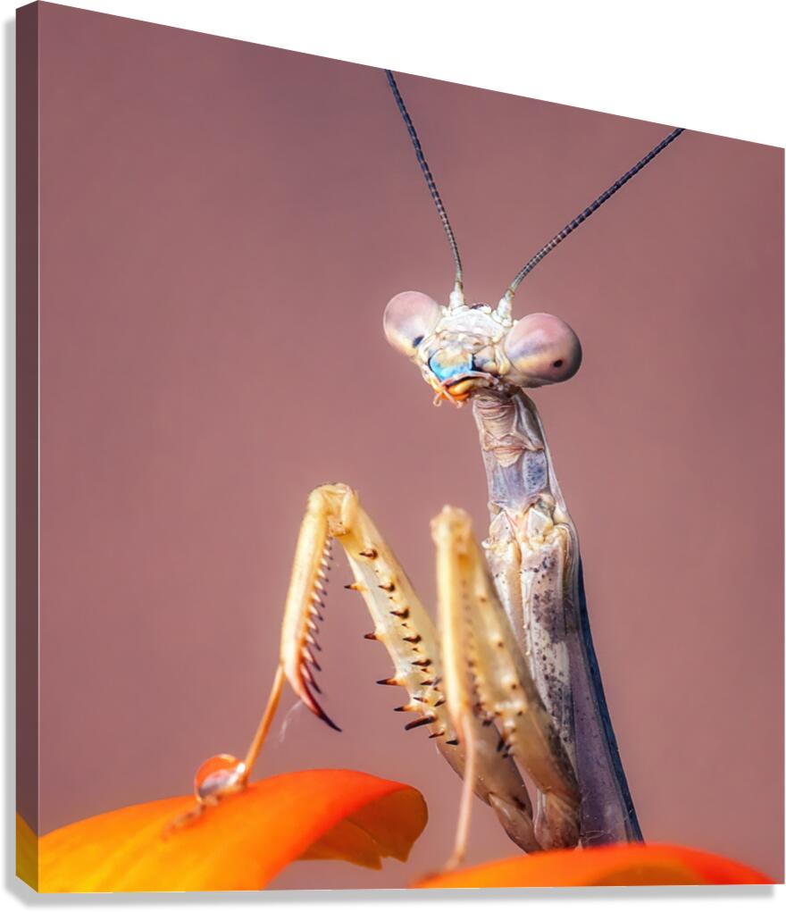 Mantis  Canvas Print