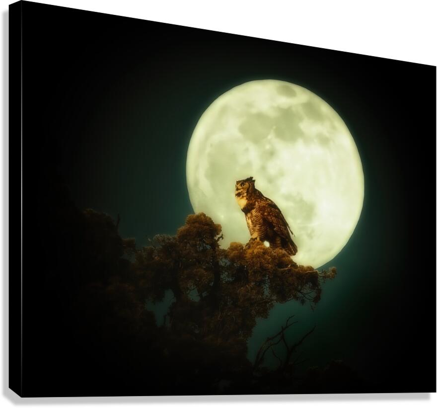 Owl Moon Canvas Print