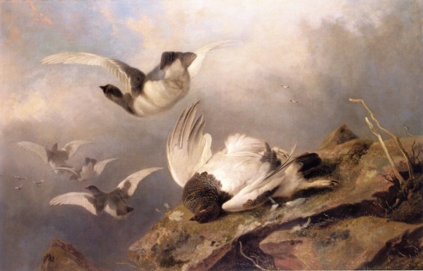 Birds by Richard Ansdell
