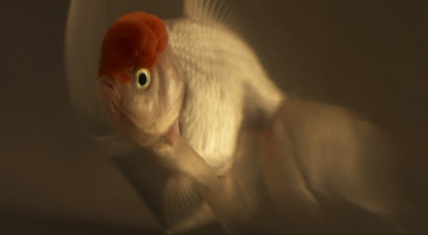 Goldfish Print