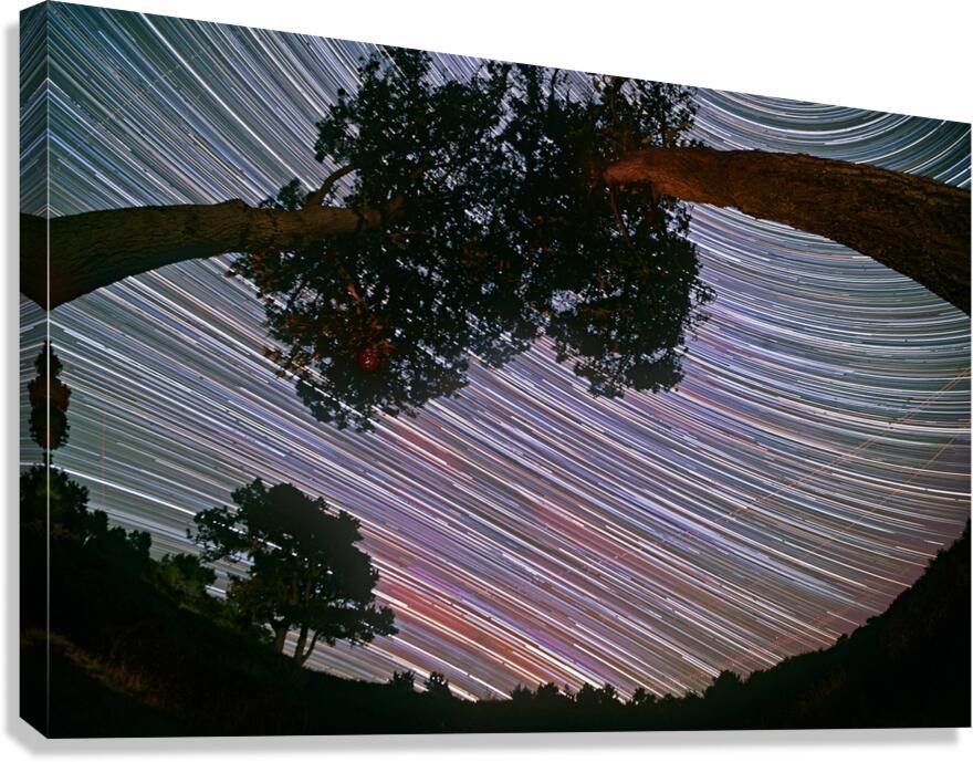 Canopy of Time Canvas Print