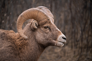 Bighorn Sheep