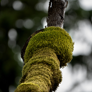Tree Moss