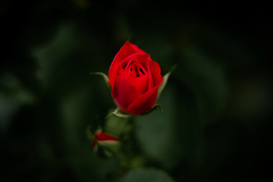 Red Rose