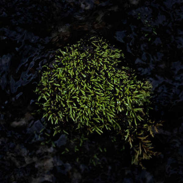 Dense Green Clumps Print