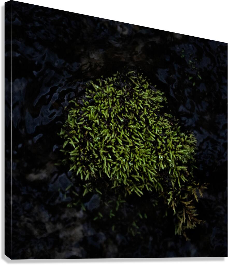 Dense Green Clumps Canvas Print