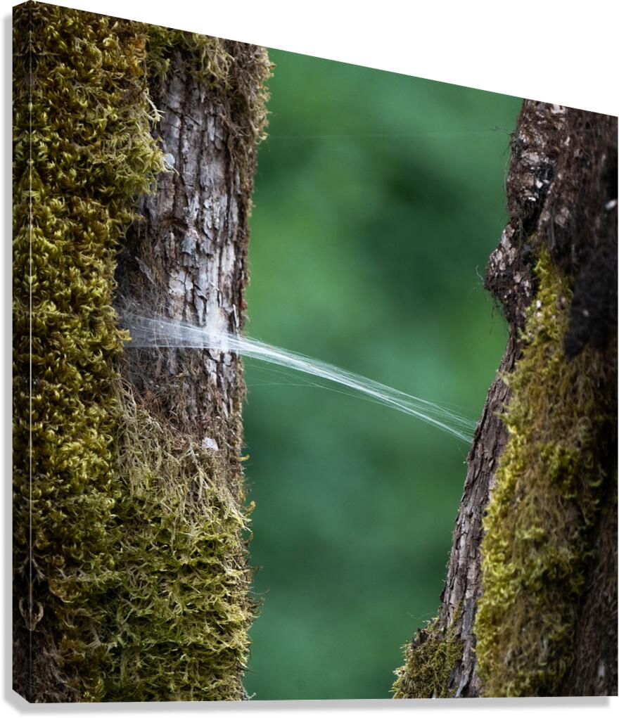 Spider Wed Canvas Print