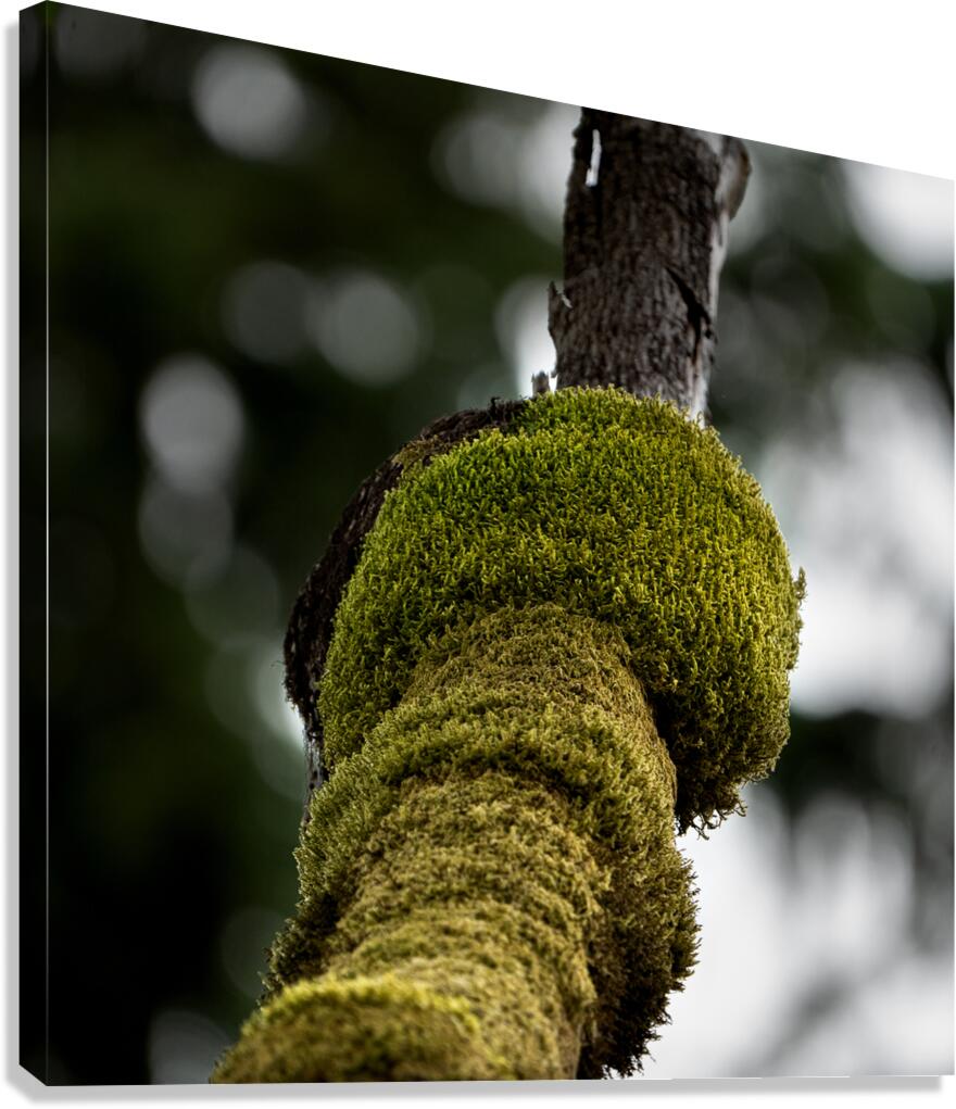 Tree Moss Canvas Print