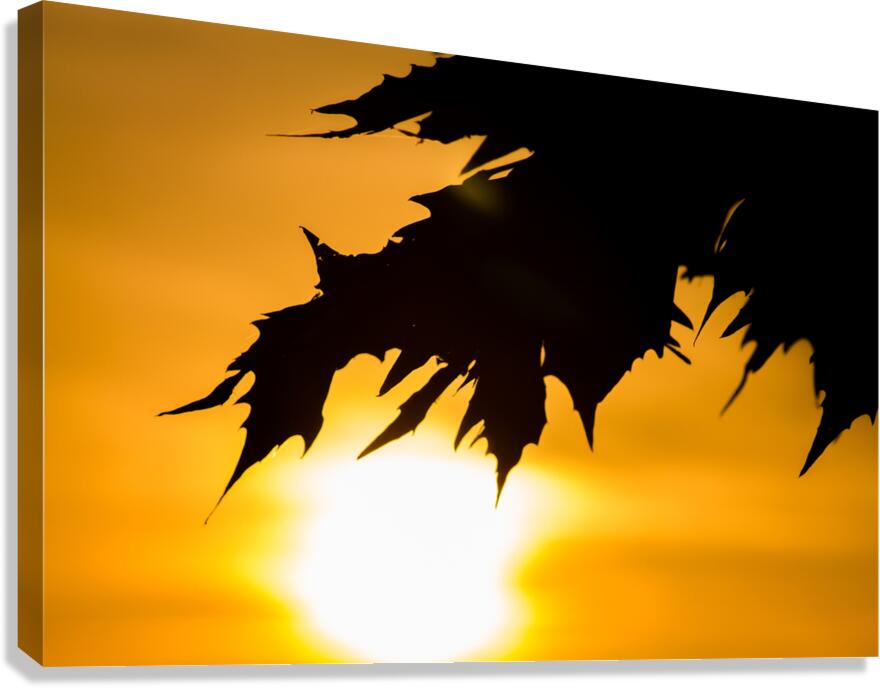 Leaf Silhouette Canvas Print