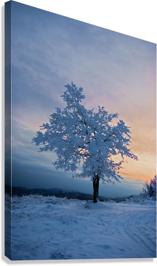Frosted Tree Canvas Print