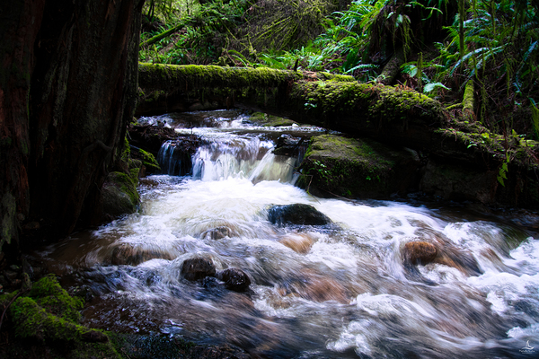 MAGICAL CREEK by Michelle Andre