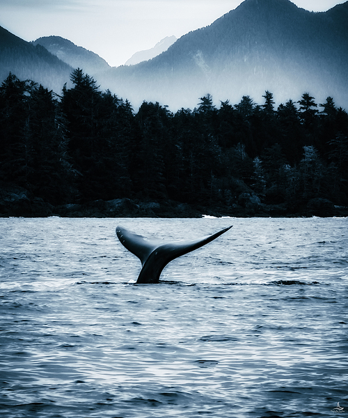 GREY WHALE  by Michelle Andre