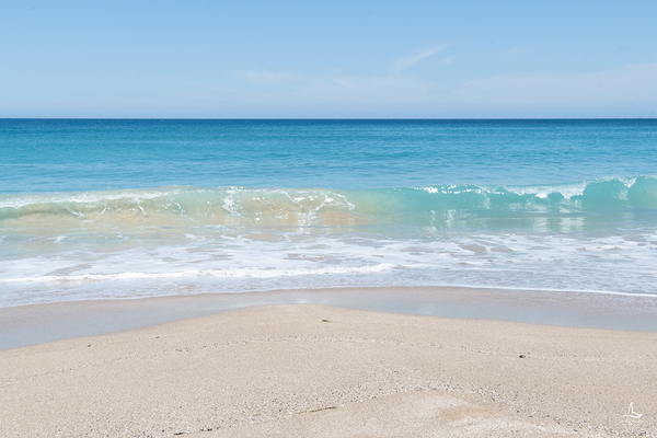 PALM BEACH OZ by Michelle Andre