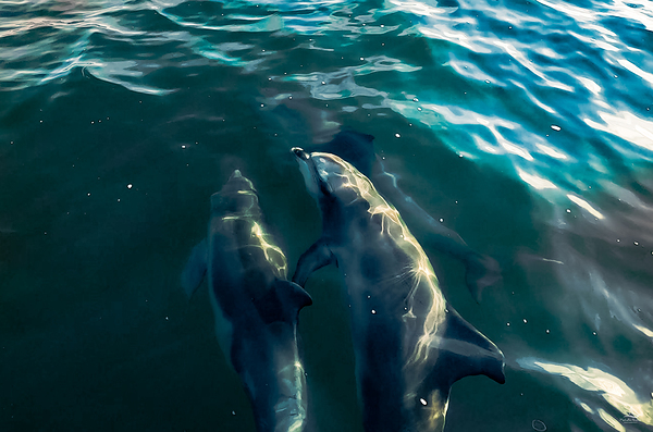 DOLPHINS PLAYING by Michelle Andre