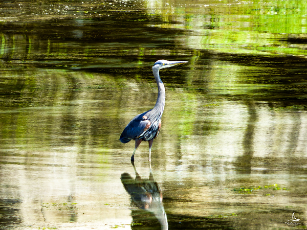 HERON by Michelle Andre
