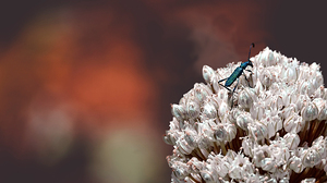 Red Glow Nature on Leak
