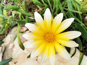 White and Yellow Ombre Flower