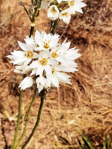 Delicate White Flower