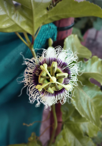Mystical Passionfruit flower