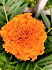 Orange Marigold