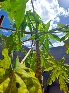 Tropical  Papaya Tree Leaves