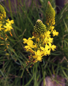 Yellow Flowering