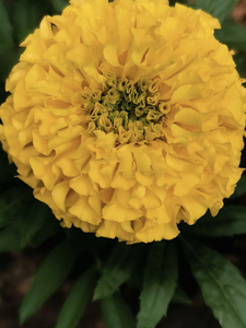 Yellow Marigold Growing center
