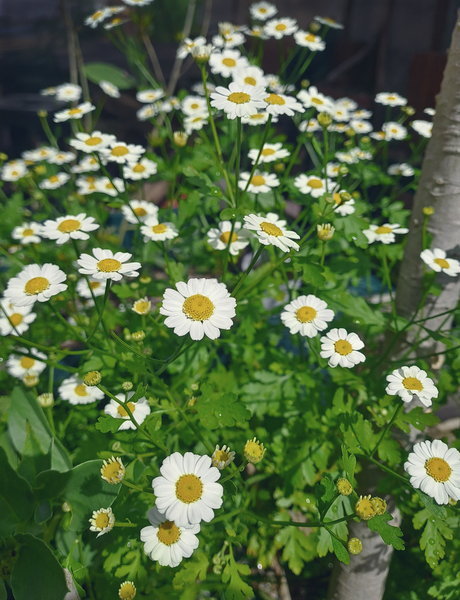 Chamomile Flower patch Print