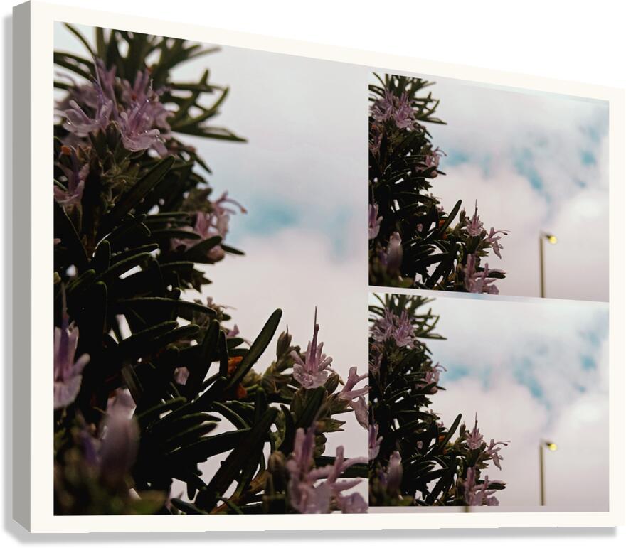 LB 02 Canvas Print