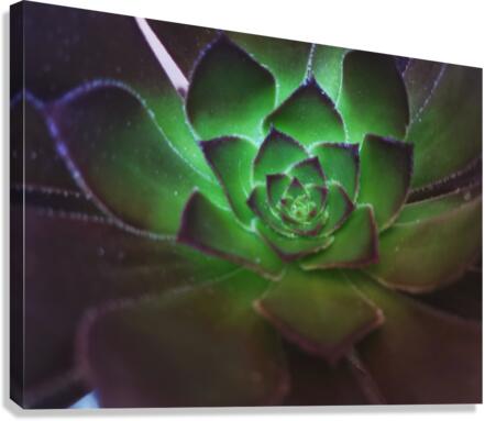 Green Succulent  Canvas Print