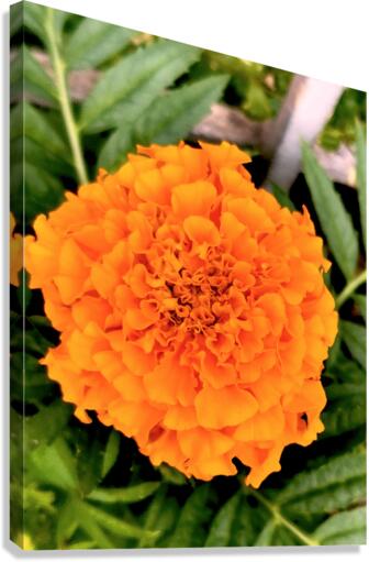 Orange Marigold Canvas Print