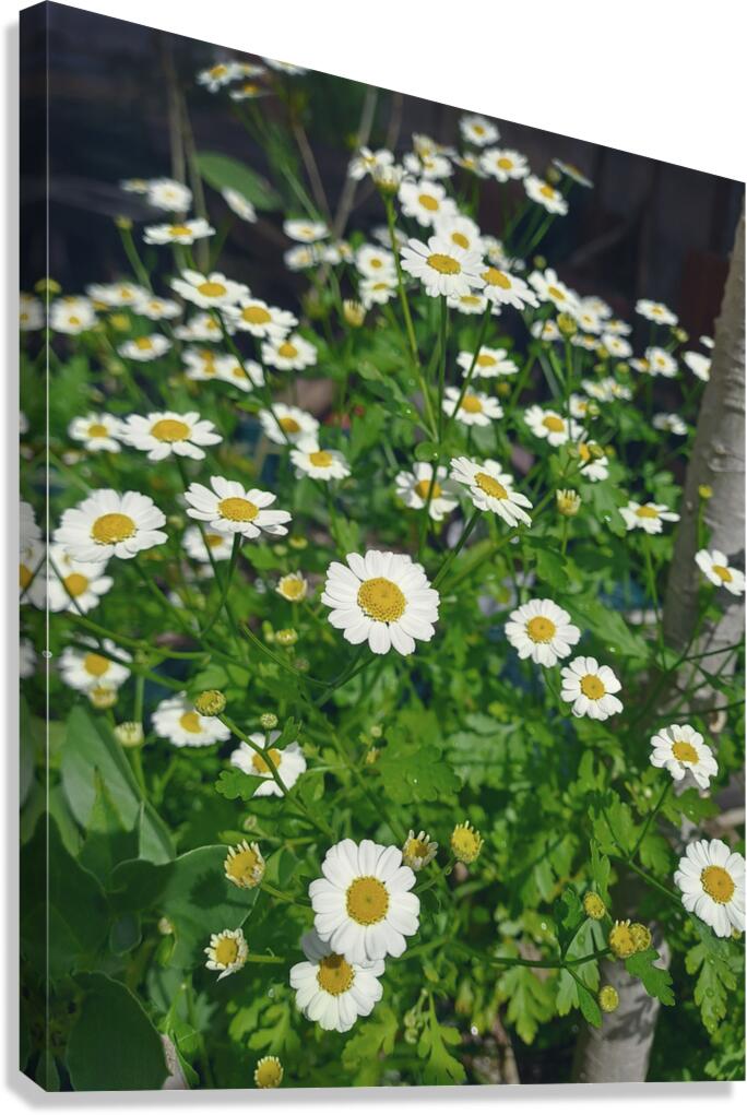 Chamomile Flower patch Canvas Print