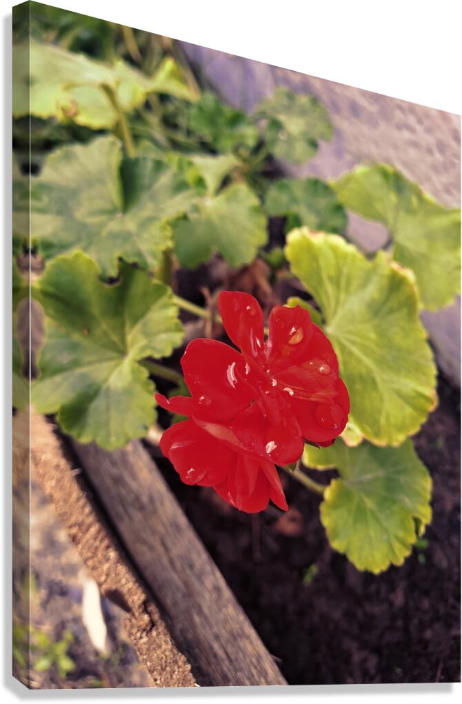 RED Canvas Print