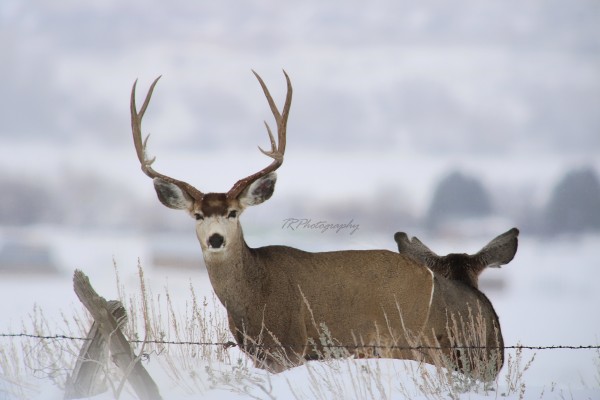 deer by TRPhotography