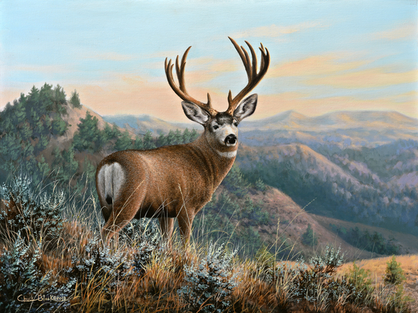 WM CANVAS by CRB